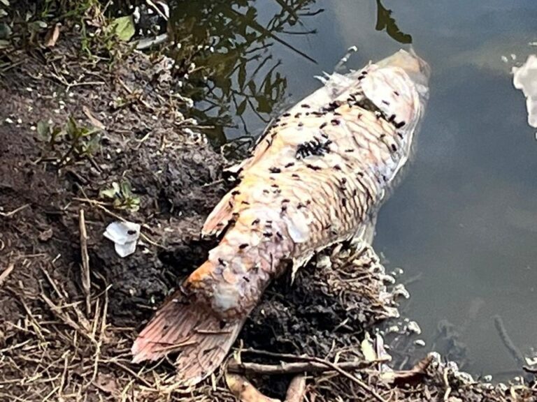 ha-semanas-peixes-aparecem-mortos-no-lago-do-parque-da-aclimacao-1683291176398_v2_4x3